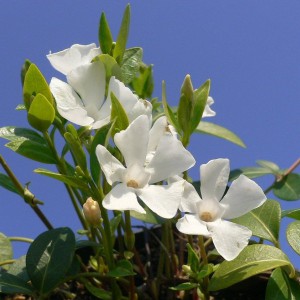 Barwinek mniejszy (Vinca minor) Colada sadzonka sadzonka