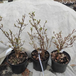 Kalina wonna (Viburnum farreri) Nanum c2 40cm