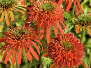 jeżówka purpurowa - Echinacea Summer Salsa