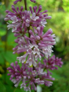 lilak kosmaty - Syringa villosa Minuet