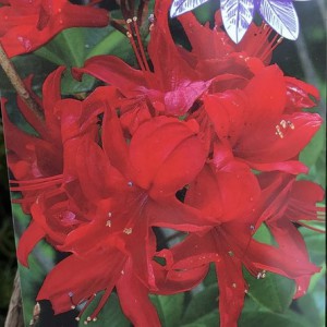 Azalia wielkokwiatowa (Azalea) Nabucco c3 60-70cm