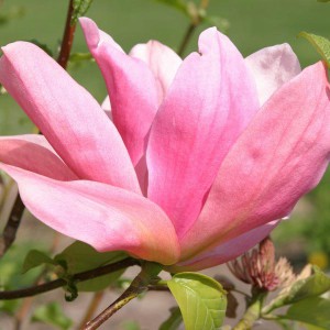 Magnolia (Magnolia) Daybreak c3 120-150cm