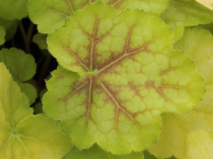 żurawka - Heuchera Tiramisu