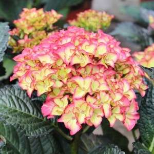 Hortensja ogrodowa (Hydrangea) Red Angel c3