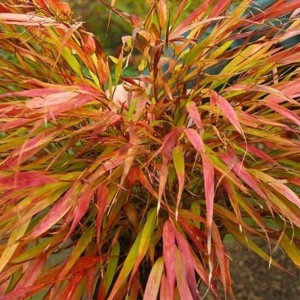 Trawa bambusowa (Hakonechloa macra) Nicolas sadzonka