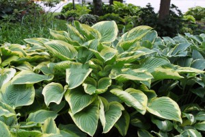Funkia (Hosta) Victory sadzonka c1
