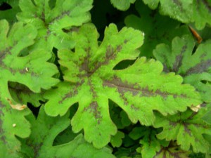 tiarella - Tiarella Oregon Trail