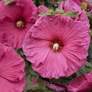 Hibiskus bylinowy (Hibiscus) Jazzberry Jam sadzonka