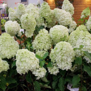 Z.Hortensja bukietowa (Hydrangea) Silver Dollar c1,5 20-30cm