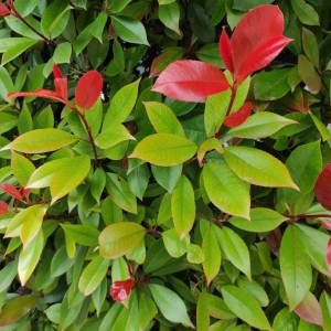Głogownik frasera (Photinia fraz.) Little Red Robin c2 60-70 cm