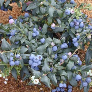 Borówka amerykańska Bonus (Vaccinium corymbosum L.) c2 ok. 40cm PÓŹNA