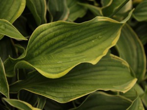 Funkia (Hosta) Spring Fling sadzonka