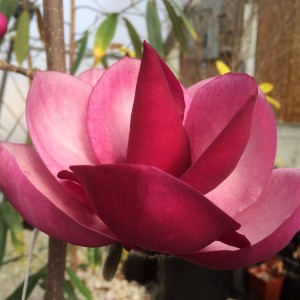 Magnolia (Magnolia) Frank's Masterpiece (Magnolia) c3 80-120cm