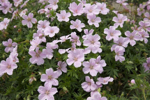 Bodziszek (Geranium) Pink Pouffe sadzonka