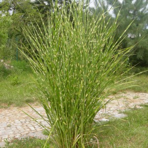 Miskant chiński (Miscanthus sinensis) Zebrinus sadzonka