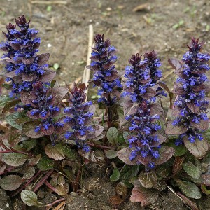 Dąbrówka rozłogowa (Ajuga reptans) sadzonka