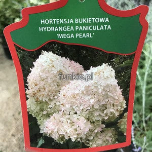 Hortensja bukietowa na pniu (Hydrangea) Mega Pearl 80-100cm