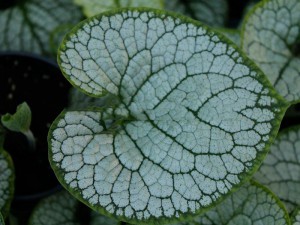 Brunera wielkolistna (Brunnera macrophylla) Sea Heart sadzonka