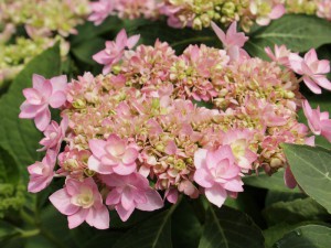 hortensja - seria You and Me - Hydrangea Romance Pink 30cm c4