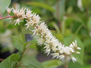 Itea wirginijska - Itea virginica - fajerwerki w ogrodzie