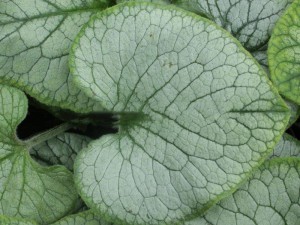 brunera wielkolistna (Brunnera macrophylla) Looking Glass