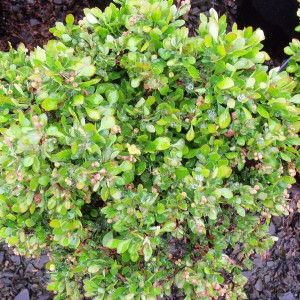 Berberys (Berberis) Kobold c2 15-25cm