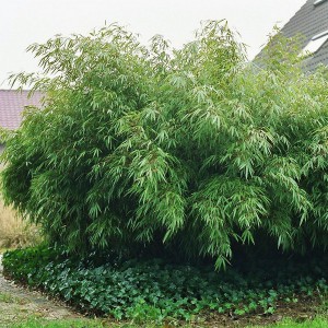 Bambus mrozoodporny Fargesia rdzawa, rozłożysta (Fargesia rufa) c5 140-160cm