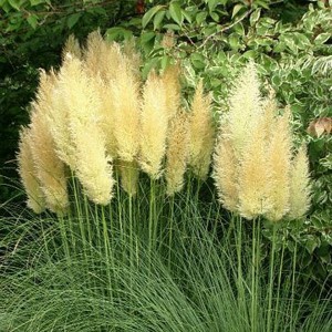 Trawa pampasowa biała (Cortaderia) Pumila p11