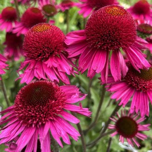 Jeżówka purpurowa (Echinacea) Delicious Candy p12