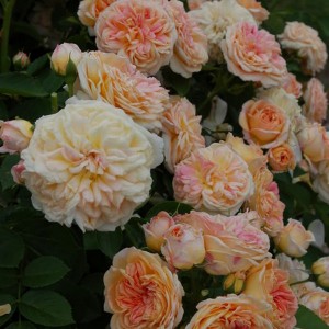 Róża (rosa) pnąca pachnąca pomarańczowo-różowa Alchymist c2 40-50cm