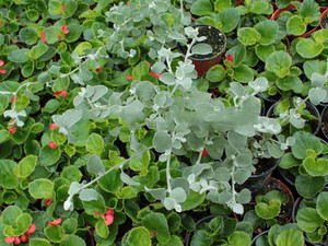 Kocanka włochata szara (Helichrysum) sadzonka