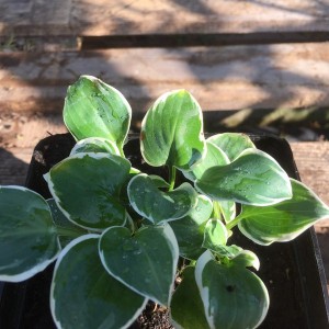 Funkia (Hosta) Country Mouse c1