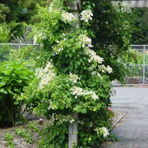 Hortensja pnąca (Hydrangea petiolaris) c2 70-80cm