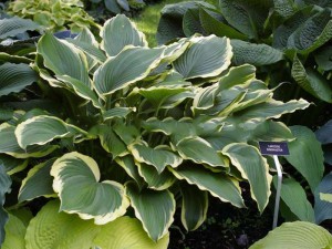 Funkia (Hosta) Lakeside Ring Master c1