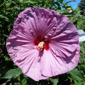 Hibiskus bylinowy (Hibiscus) Berrylicious sadzonka
