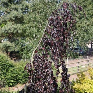 Buk pospolity (Fagus sylvatica) Black Swan c3 80-100cm