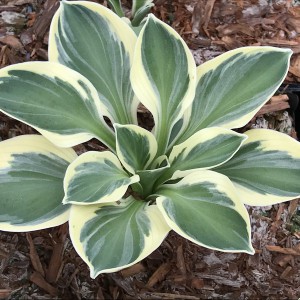 Funkia (Hosta) Funny Mouse sadzonka