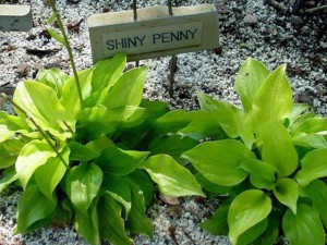 funkia - Hosta Shiny Penny