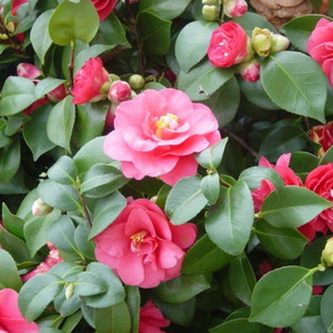 Kamelia japońska (Camellia japonica) Dr King sadzonka