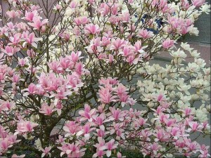 Magnolia pośrednia (Magnolia soulangeana) Heaven Scent szybkorosnąca c3 150-180cm