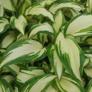 Funkia (Hosta) Hans sadzonka