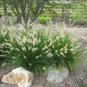Trawa rozplenica japońska (Pennisetum) piórkówka Hameln sadzonka