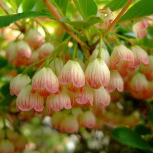 Enkiant dzwonkowaty (Enkianthus) c2 50-60cm