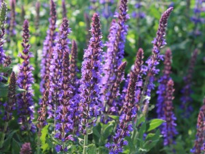 Szałwia omszona - Salvia nemorosa Mainacht c2