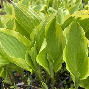 Funkia (Hosta) Bobbie Sue c1