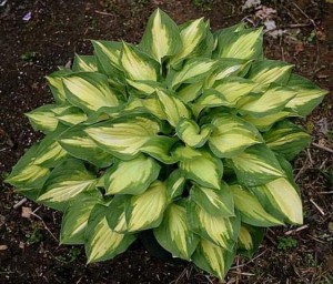 funkia - Hosta Island Charm