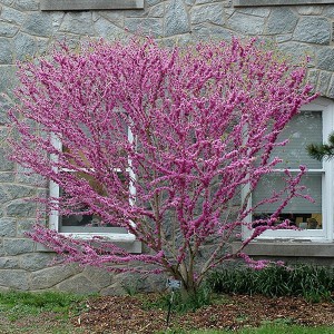 Judaszowiec chiński (Cercis chinensis) Don Egolf c4 70-100cm