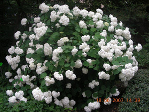 Hortensja drzewiasta (Hydrangea arbor.) Annabelle c3 