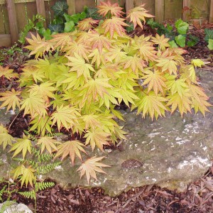 Klon Shirasawy (Acer shirasawum) Autumn Moon  na pniuc3 80 cm