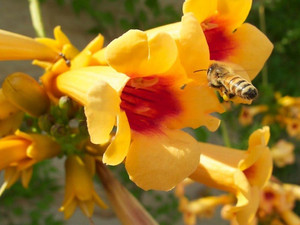 Milin amerykański (Campsis) Judy - roślina pnąca 70-80cm